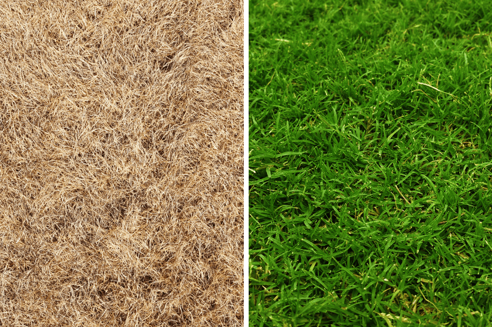 Lush green lawn revived by sprinkler irrigation system in Omaha